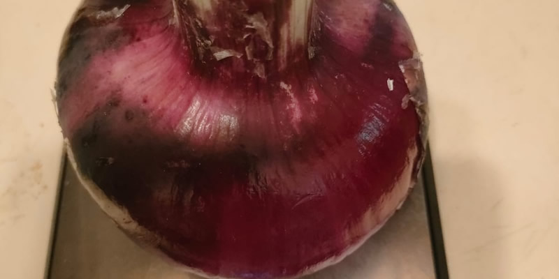 CipollaGigantePRIMA.jpg (39 KB)