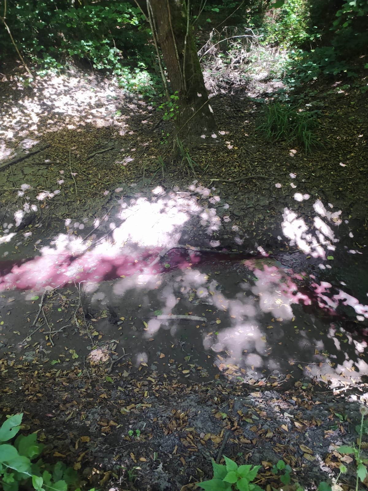 CuroneRossoTorrente1.jpg (368 KB)