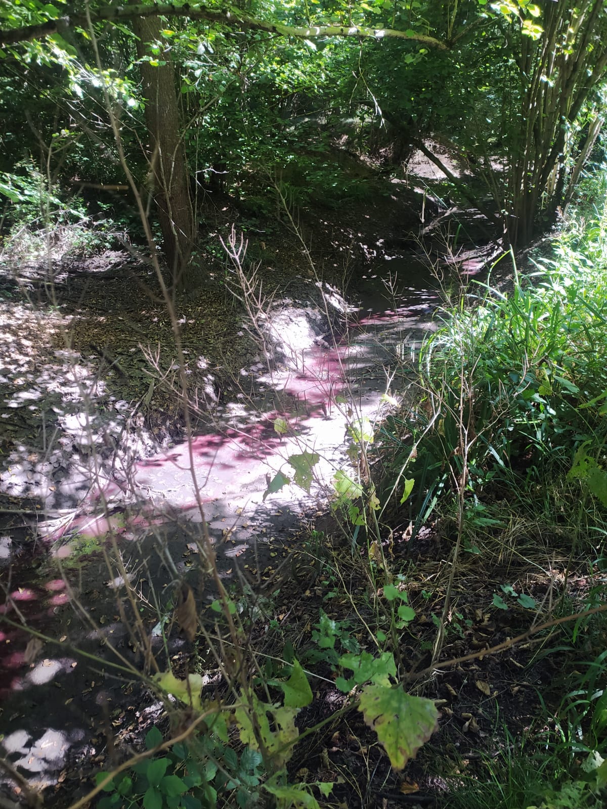 CuroneRossoTorrente4.jpg (444 KB)