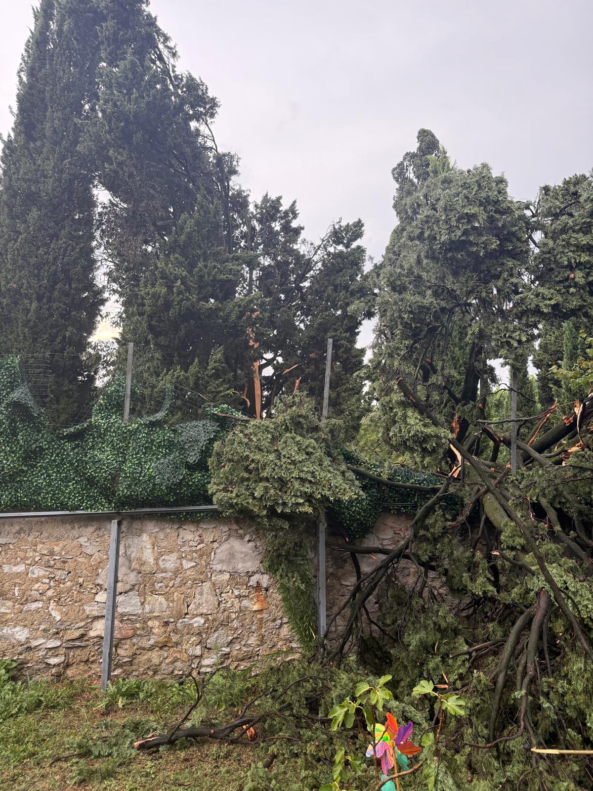 MerateCipressoAbbattuto2.jpg (446 KB)