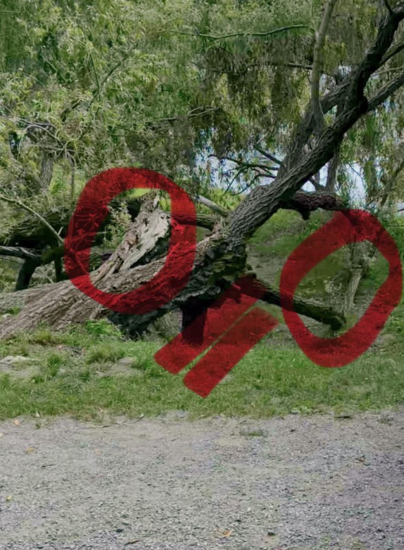 Brivio_salice2.jpg (158 KB)