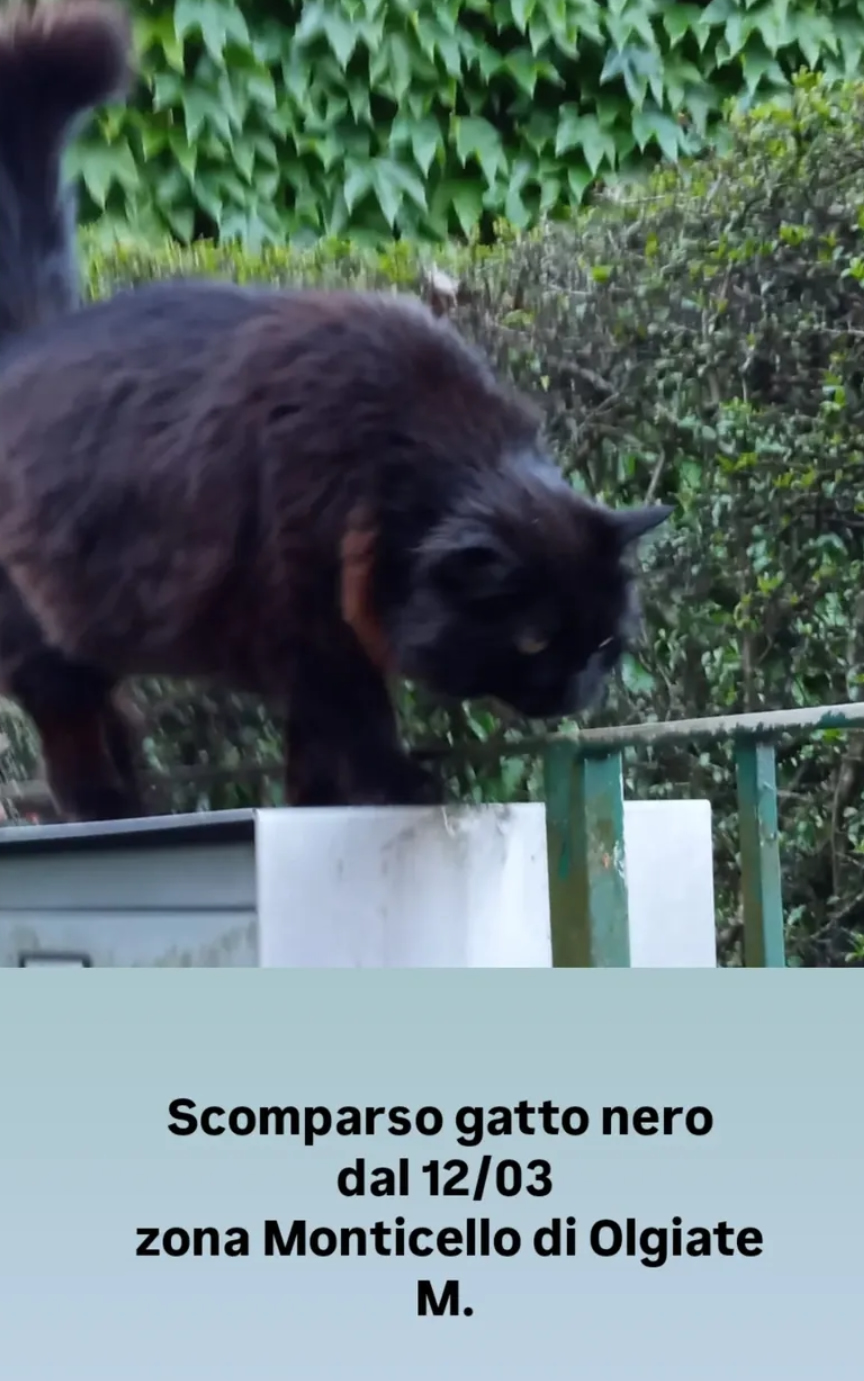 GattoScomparso.jpg (400 KB)