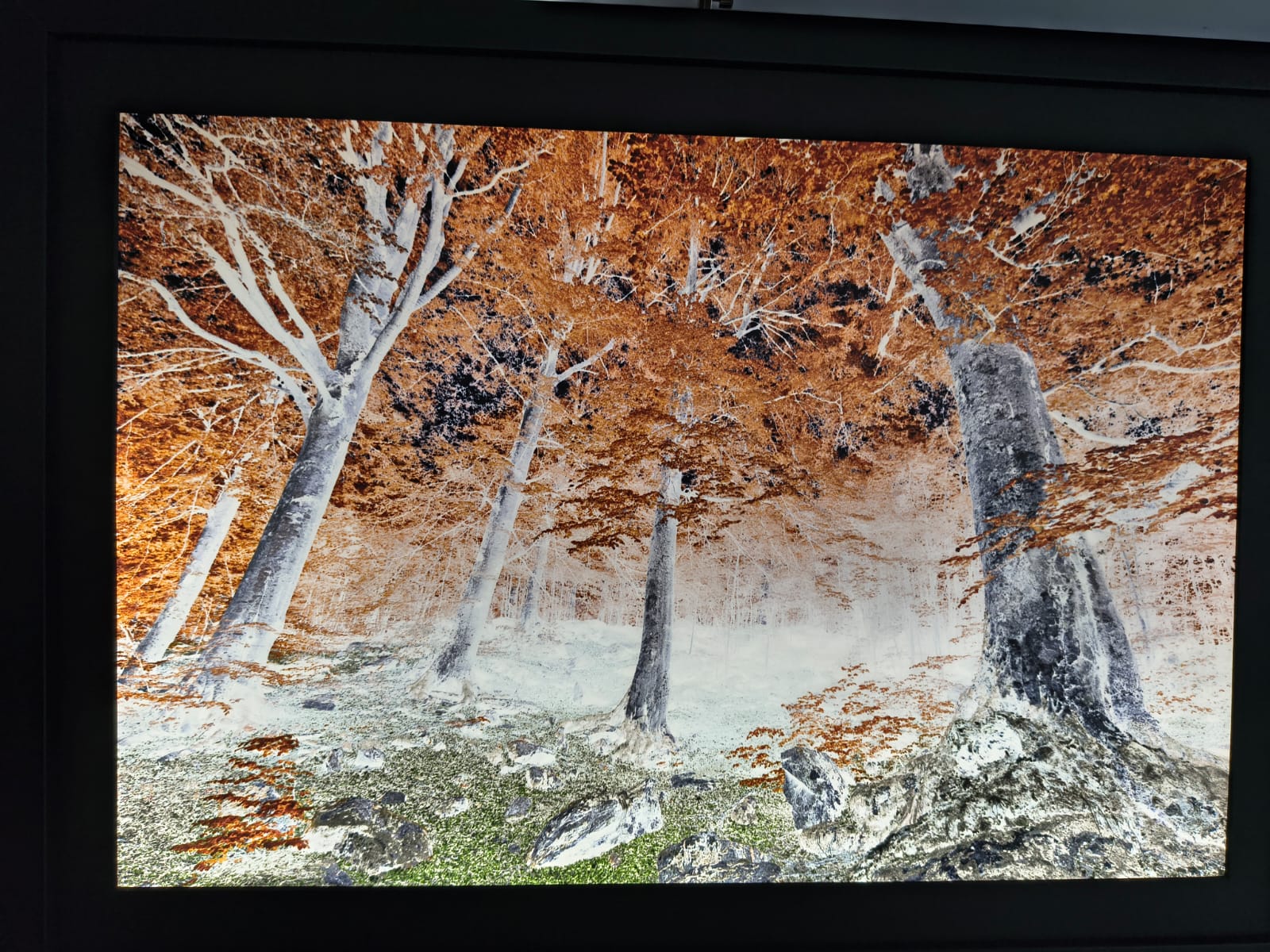 ImbersagoMostraLightwood__3_.jpeg (414 KB)