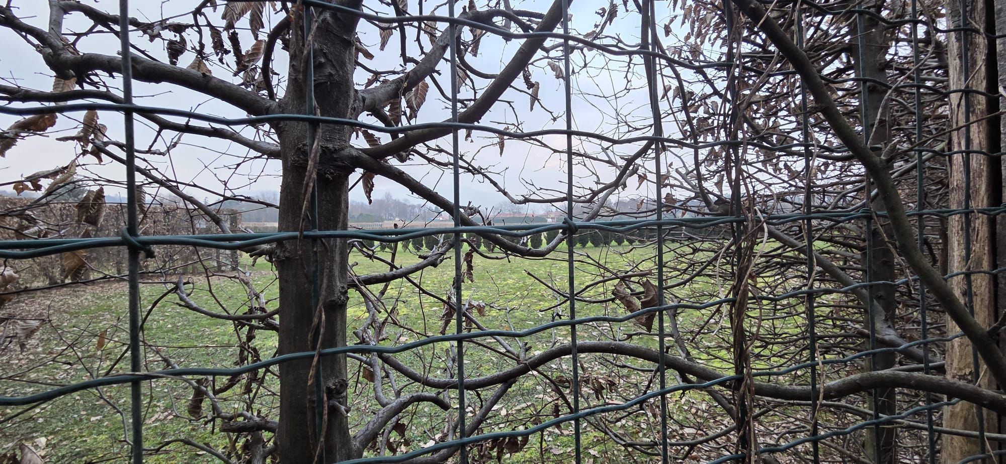 MerateSentenzaCdsTwins2.jpg (446 KB)