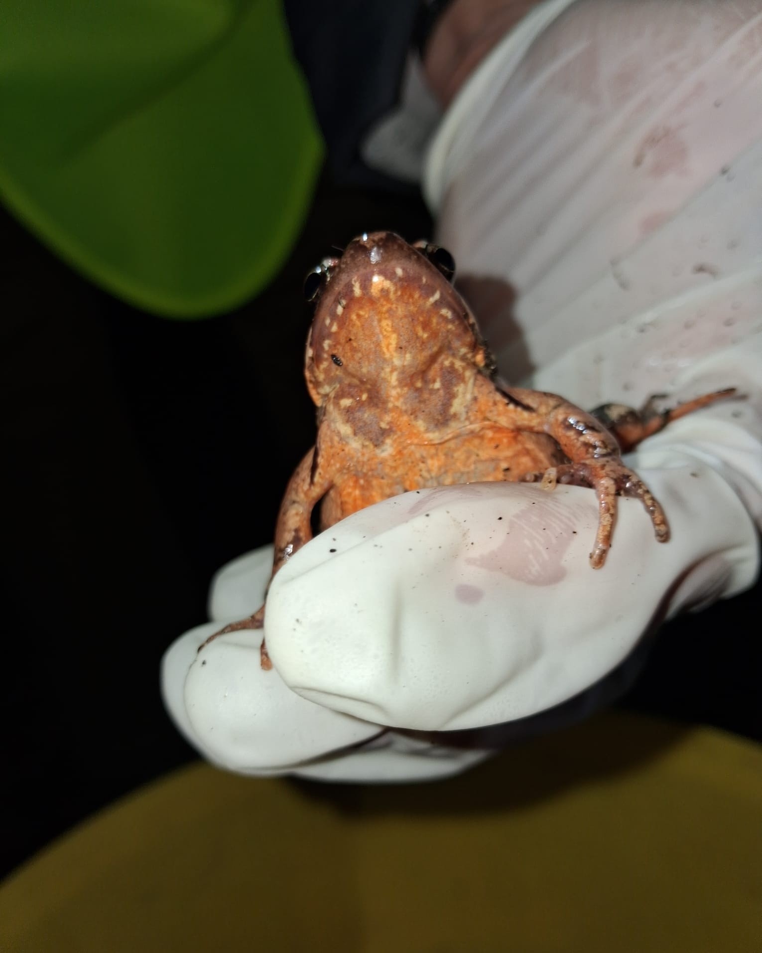 ParcoSalvaGuardiaAnfibi2.jpg (161 KB)