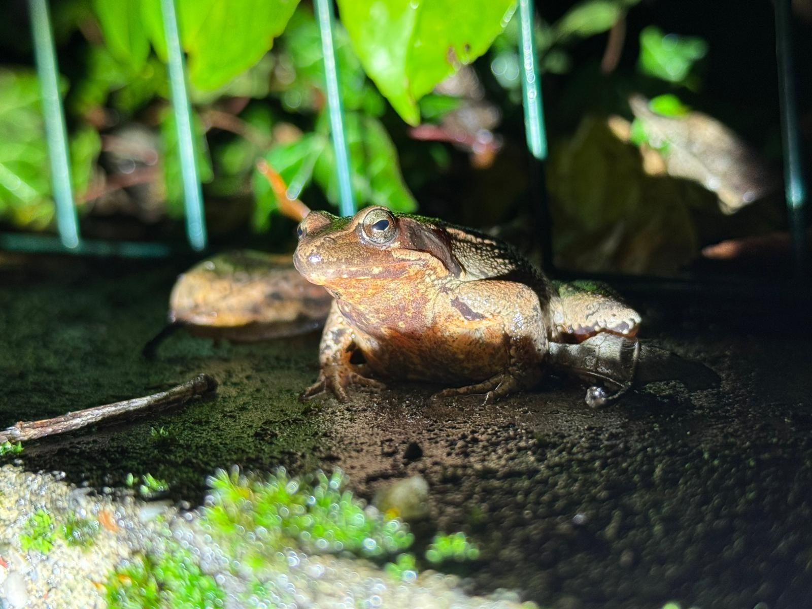 ParcoSalvaGuardiaAnfibi3.jpg (320 KB)