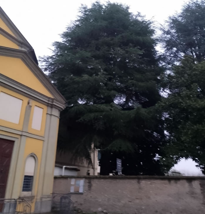 RobbiateCedroAbbattimento1.jpg (81 KB)