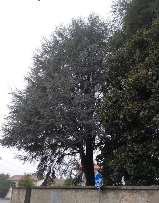 RobbiateCedroAbbattimento2.jpg (91 KB)