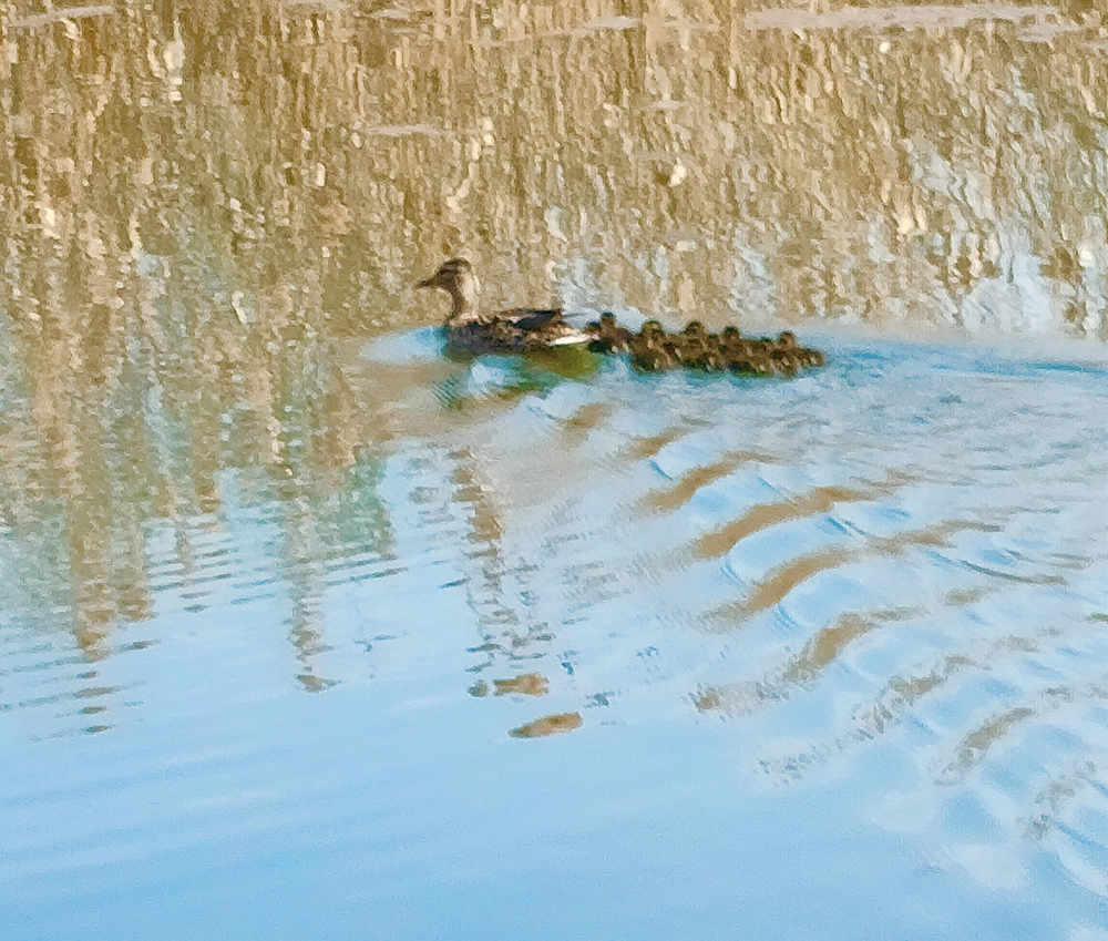 SartiranaPrimavera1.jpg (690 KB)