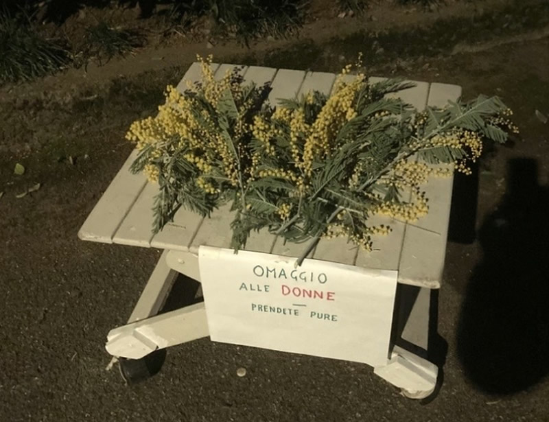 mimosacogliati.jpg (116 KB)