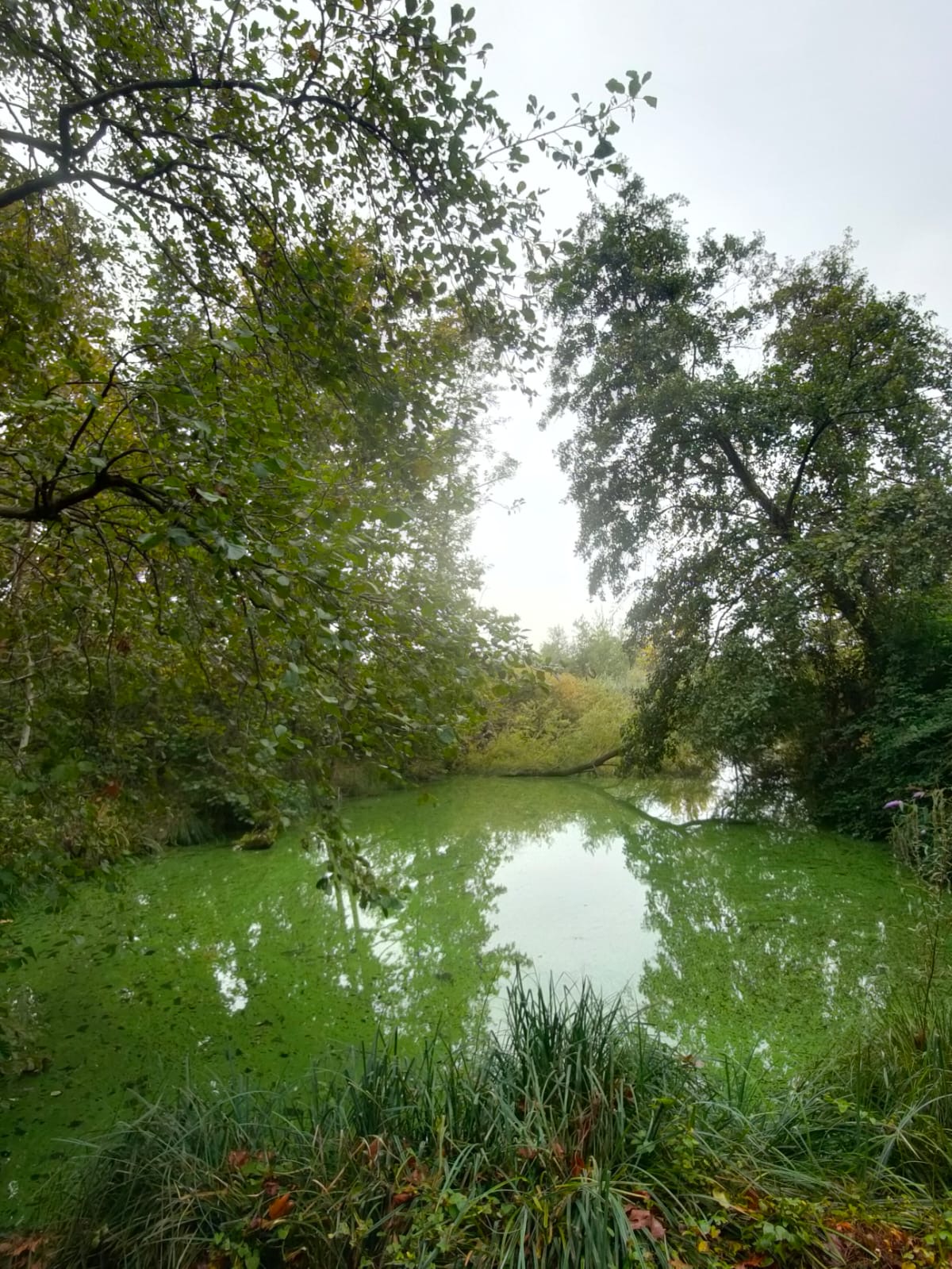 EcofestivalVisitaSartirana__1_.jpg (473 KB)