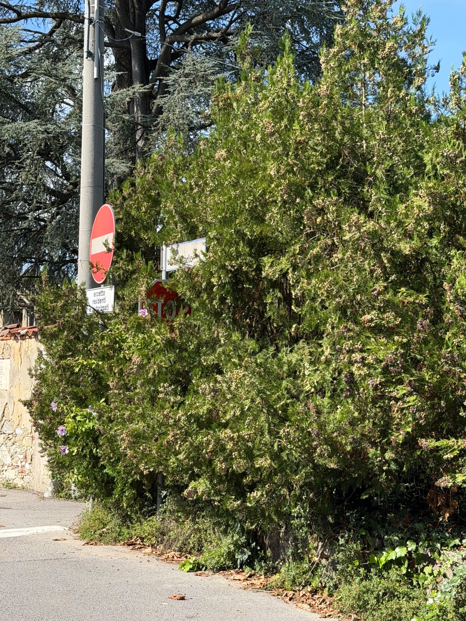 Calco_via_San_Carlo2.jpeg (1.31 MB)