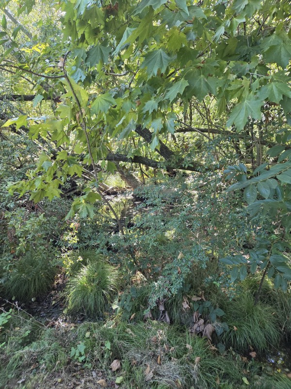 RiservaLagoGestioneParco.jpg (219 KB)