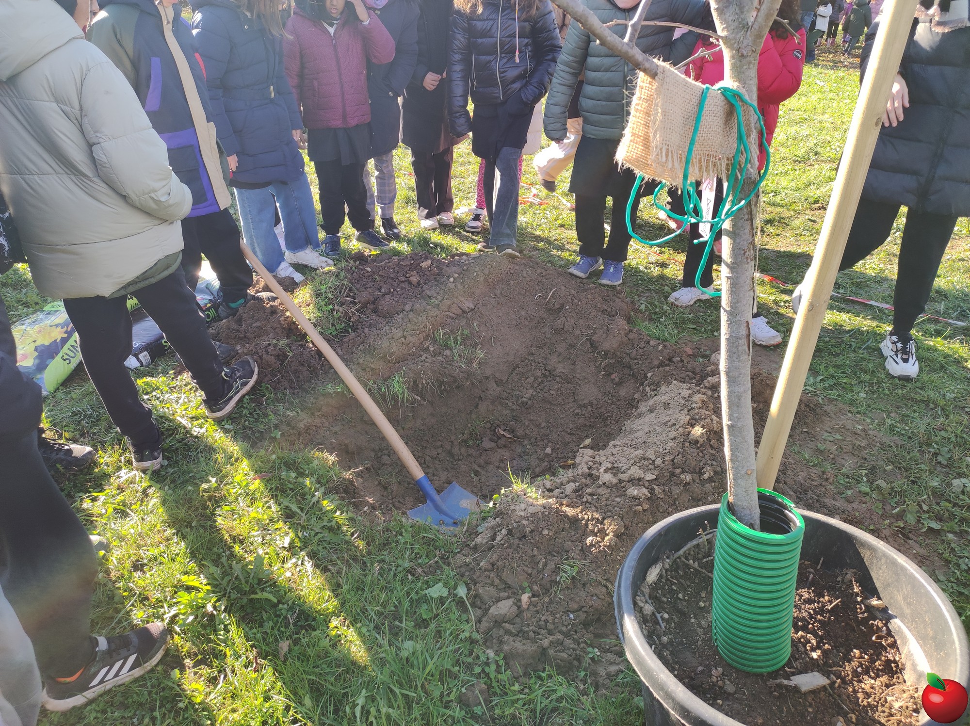 MeratePiantumazioneAlberi__14_.jpg (1.04 MB)