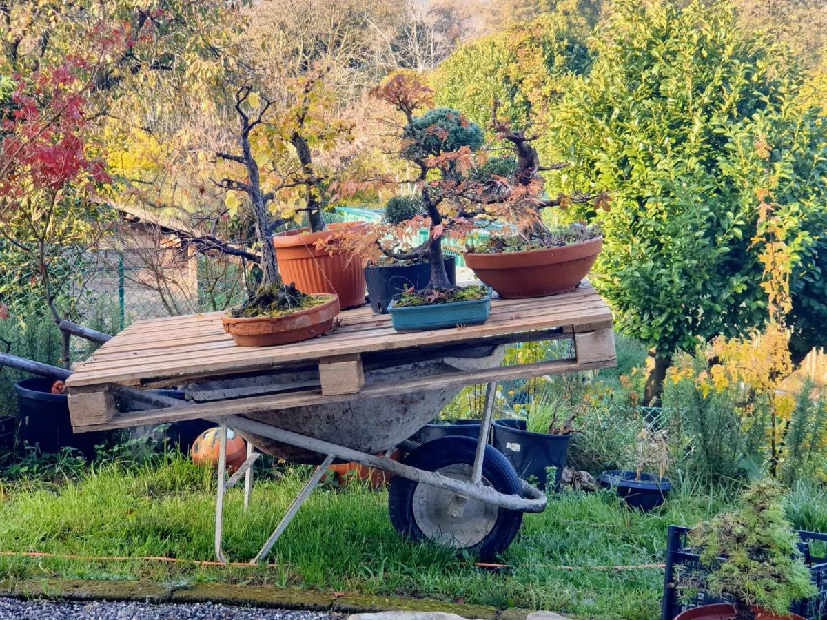 bonsai.jpg (294 KB)